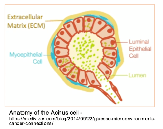 breast acinus