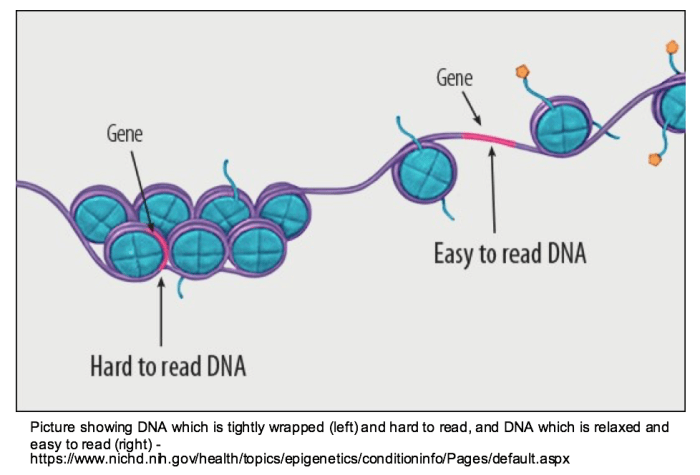 DNA structure